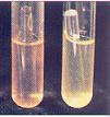 Fermentation /mannitol test Yellow (+) Acid production E.