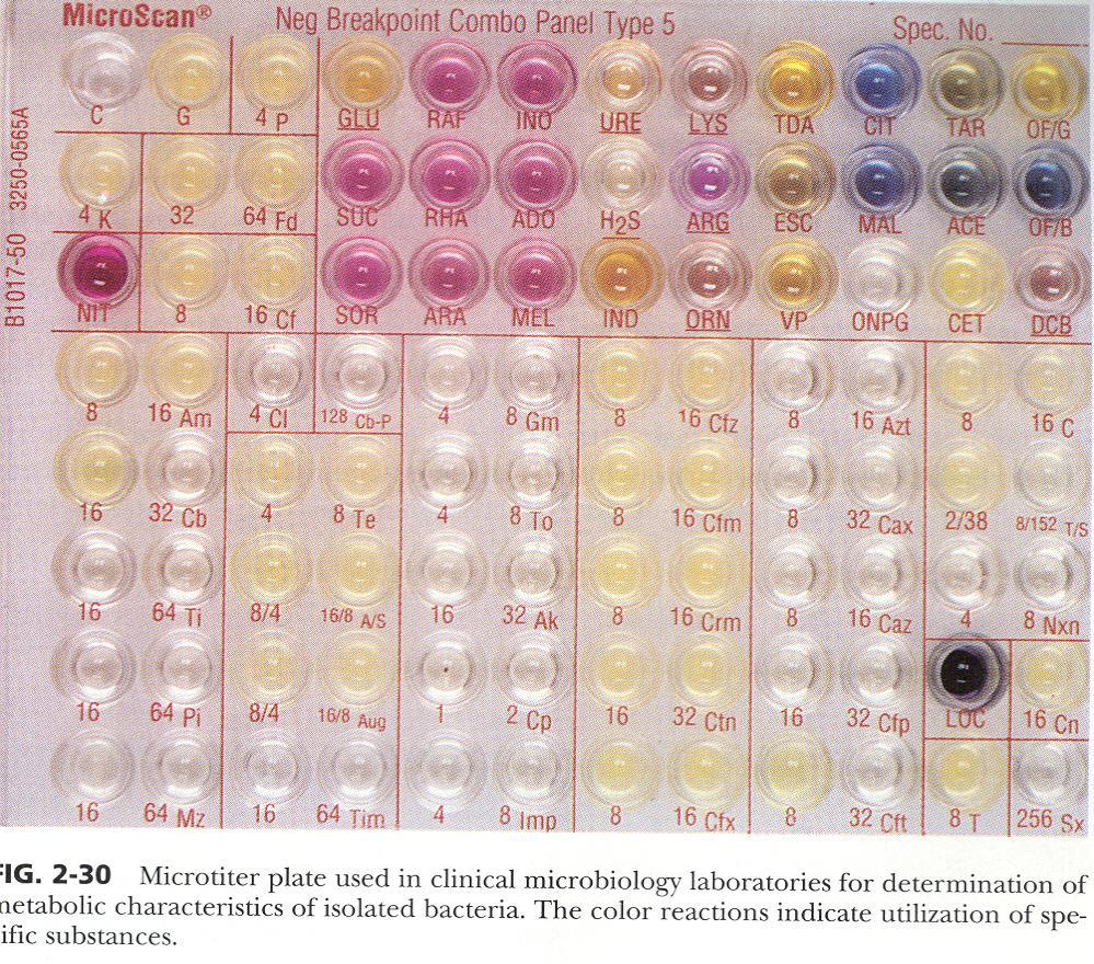 Microtiter plate for bacterial