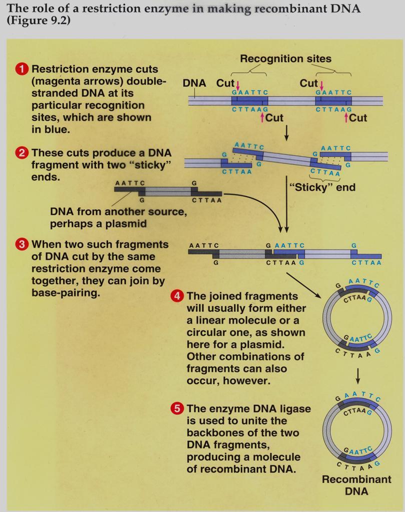 Restriction Enzymes (BamHI,