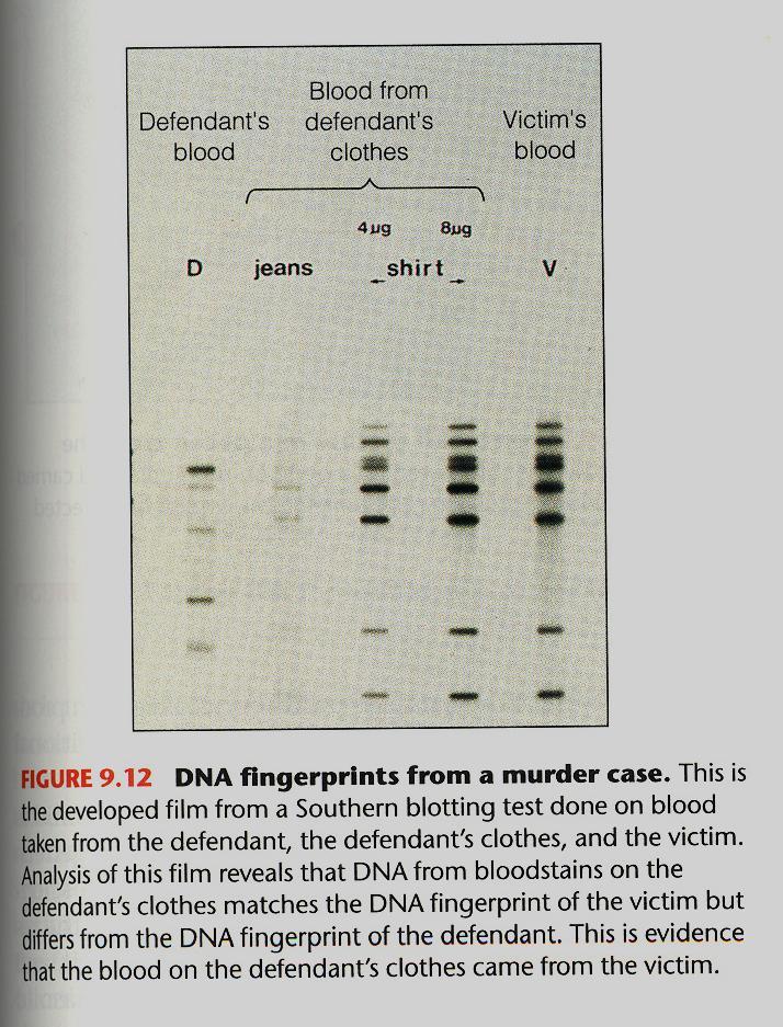 PCR and DNA