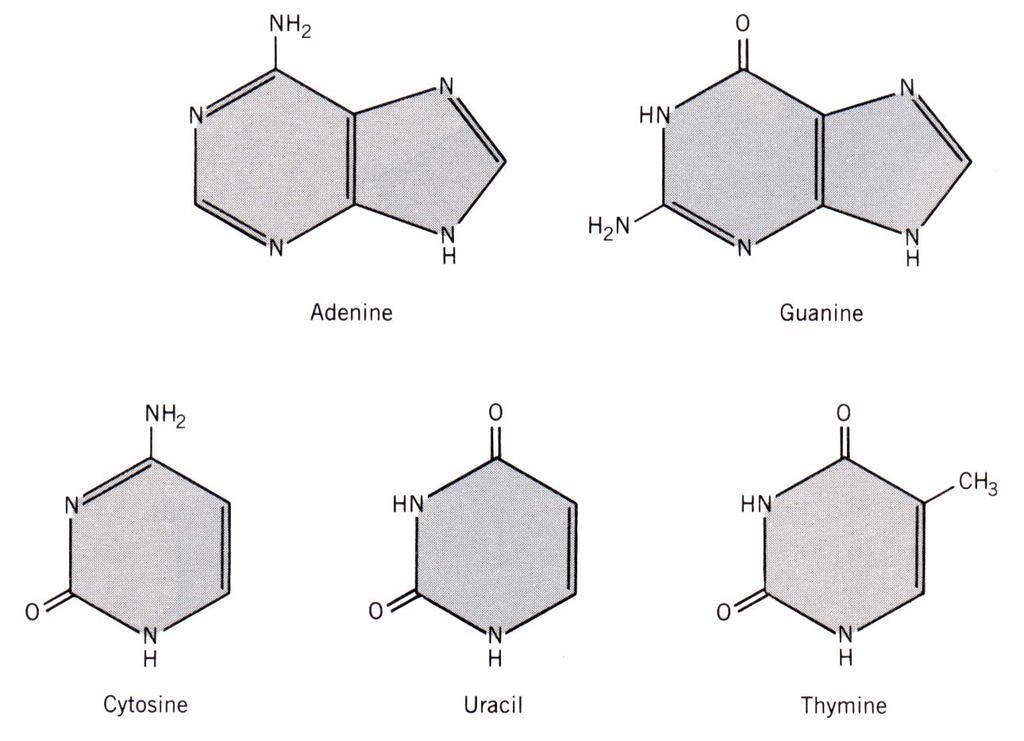 Nitrogenous Bases: Purines and Pyrimidines Purines: