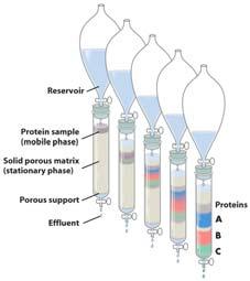 Working with Proteins Separation and Purification of Proteins A pure sample of protein is vital to determining its structure and function Proteins can be separated by exploiting their differences