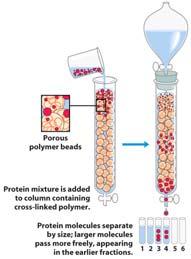 Working with Proteins Column Chromatography Size Exclusion (SEC) A protein s size and shape affect its ability to move through a matrix of of porous beads or a porous membrane Proteins elute in