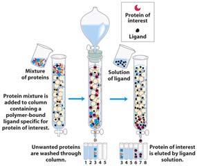 Working with Proteins Column Chromatography Affinity (Aff) Proteins can naturally or artificially contain special binding properties: Receptor-ligand interactions Protein-protein interactions Samples