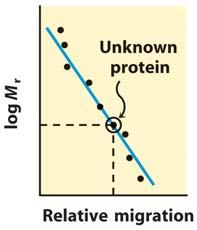a gel. When a protein mixture is added, the protein components migrate until they reach a p that matches their pi value.