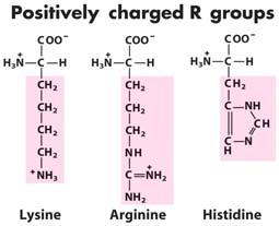 Chapter 3 9 These three amino acids (along with the acidic AAs) are the most hydrophilic AAs and can participate in hydrogen bonding interactions