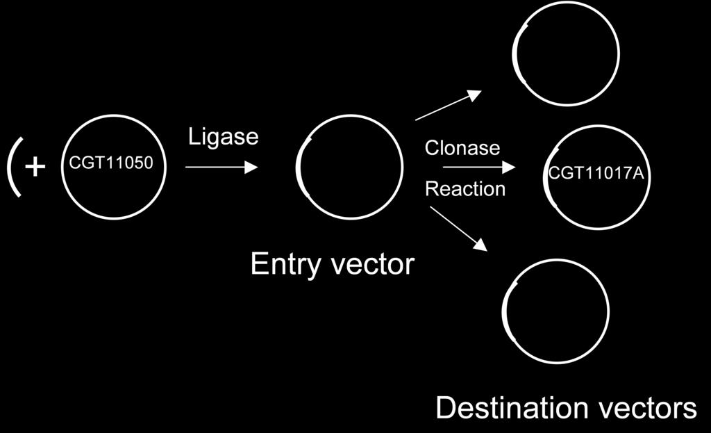 The resulting clone may then be transferred to one or more functional Destination Vectors using the LR clonase enzyme.