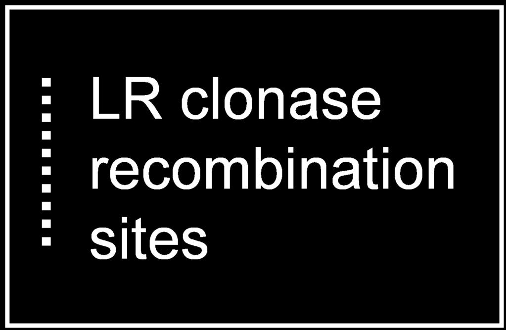 LR Clonase reactions Determine concentrations for both entry (11050) and destination (11017) vectors.