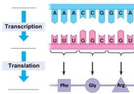 Gene in DNA Protein Characteristic One version of a gene provides instructions to make normal protein enzyme. Another version of the gene provides instructions to make defective protein enzyme.