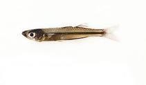 degrees Fahrenheit Needs shallow, clear areas to build nests Pumpkinseed Striped Bass At least 6 ppm 1-11 ppt