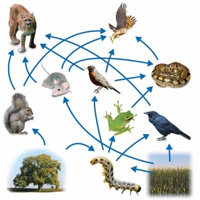 Section 15.2 Math and Writing Skills Section 15.1 1. Study the diagram called Living and nonliving parts of an ecosystem in section 15.1. Write a paragraph that describes what this diagram tells you about matter and energy in an ecosystem.