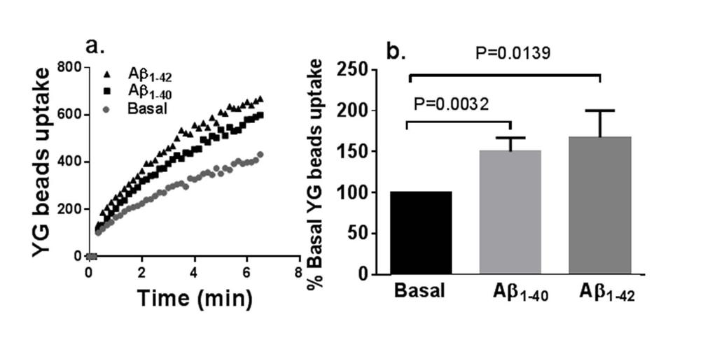 Supplementary Figure. S3 Supplementary Figure S3. Aβ peptides promote phagocytosis of YG beads by human monocytes.