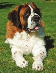 58. Many breeds of dogs are known for a high incidence of genetic disorders.