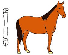 This horse lives in the grassy plains area It eats grasses and is classified as a grazer It is approximately 1.