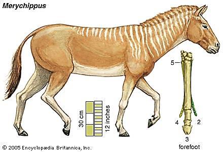 ) tall It has a single visible digit This horse lived in areas with shrubs and on the grassy plains It ate grasses