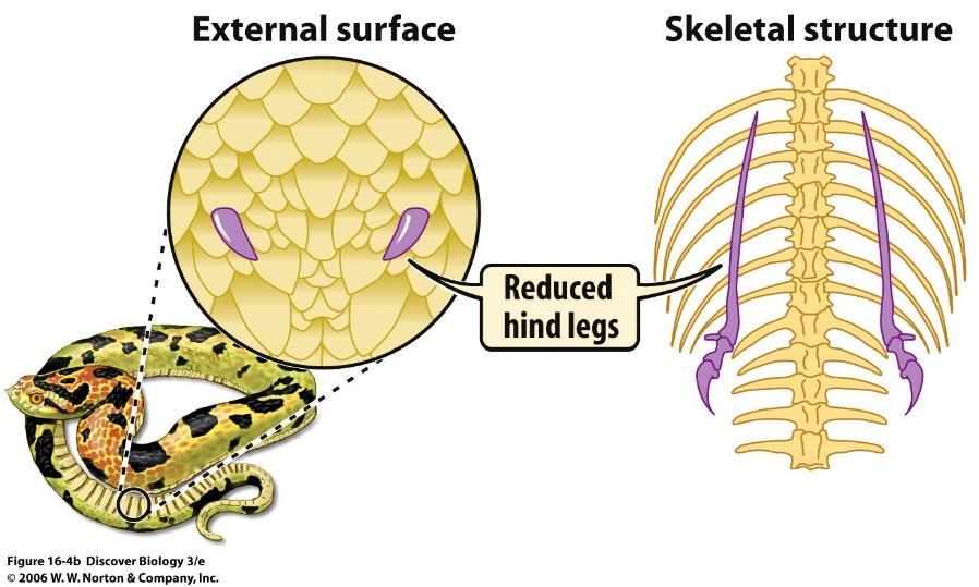 Explain the scientific reasoning of how a vestigial organ is evidence of evolution. Snakes evolved from four legged animals similar to lizards.