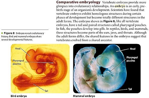 Station 4: Comparative Embryology Examine the diagrams of four different vertebrate organisms at the early embryo stage.
