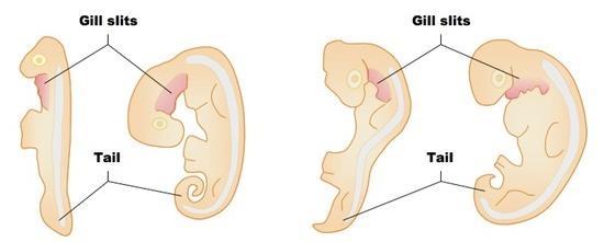 Try to determine which embryo will develop into which organism- reptile, human, bird, fish. 2.