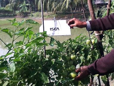 AVC Results: Farmer Performance Metrics Total 10,003 farmers have been trained till Q3-FY16 under summer basket-bitter gourd, cucumber, eggplant, pointed gourd and pumpkin working with 14
