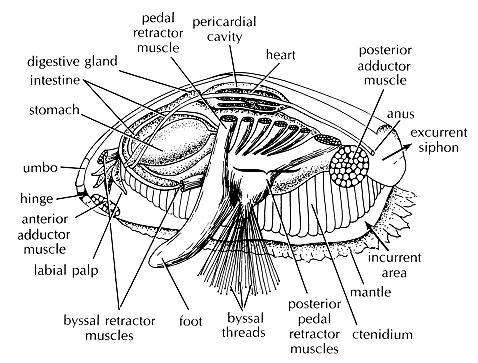 7 Figure 1. Diagram of the internal structures of Mytilus edulis. Byssal threads are clearly labeled (manandmollusk.net). Figure 2.