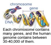 page 4/16 2. How can biotechnology be applied to agriculture? 2.1 What are genes? The code which regulates all biological processes is stored in the DNA present in every cell of living organisms.