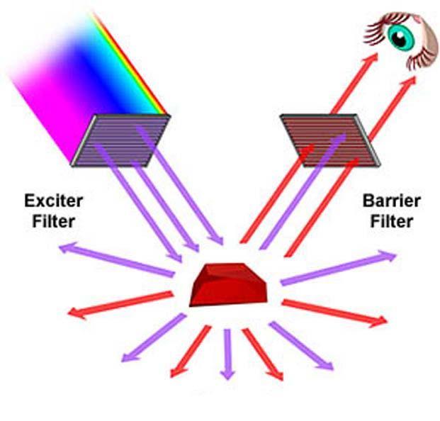 Measuring Fluorescence Filters emitted light Filters Selecting