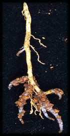 Root Growth and Respiration Total Root