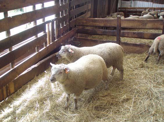 Tekselas un Latvijas tumšgalves šķirnes krustošanas rezultātu novērtēšanai teķi tika izmantoti arī šķirnes aitu audzēšanas saimniecībās (5.6. att.