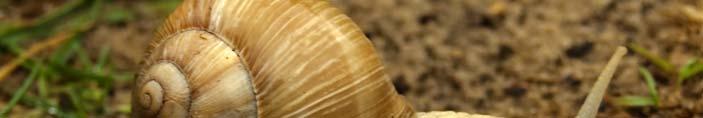 Latvijā sastopamo vīngliemežu dzimtas sugu pārstāvjiem (tips mollusca, klase gastropoda, apakšklase