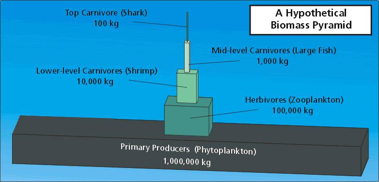 Pyramid of Biomass - amount of
