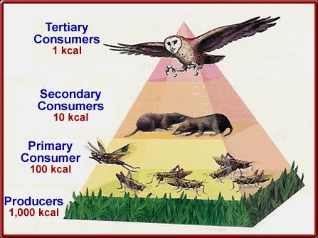 Pyramid of Energy - amount of energy available at each trophic level Only 10% of the energy from each trophic level is