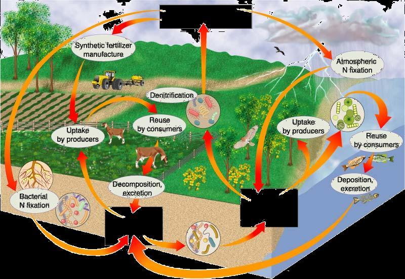 NITROGEN CYCLE Nitrogen-containing nutrients in the biosphere include: 1) Ammonia (NH3) N 2 in Atmosphere 2)