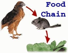 Feeding Relationships Food Chain