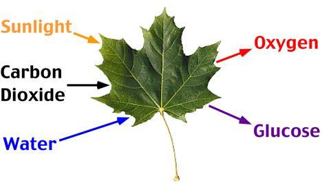 D. Photosynthesis use light energy to convert carbon dioxide and water into oxygen and carbohydrates Light Energy