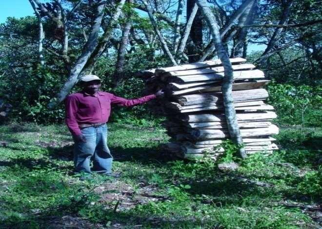 Faulty Beekeeping Practices Cutting of