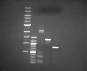 obtain PCR product with non-specific background, isolate the target fragment by gel extraction Cloning Enhancer Protocol I Treat with Cloning Enhancer Step 5 Add 2 µl of Cloning Enhancer to 5 µl of