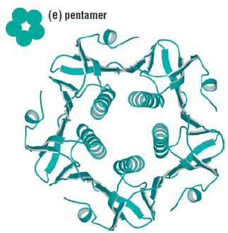 Assembly can occur between the same proteins or between