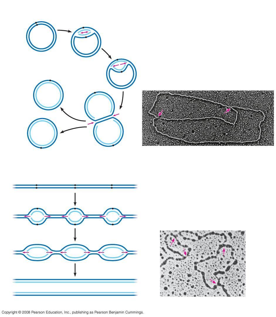 Fig. 16-12 Origin of replication Parental (template) strand Daughter (new) strand Doublestranded DN molecule wo daughter DN molecules Replication bubble Replication fork 0.