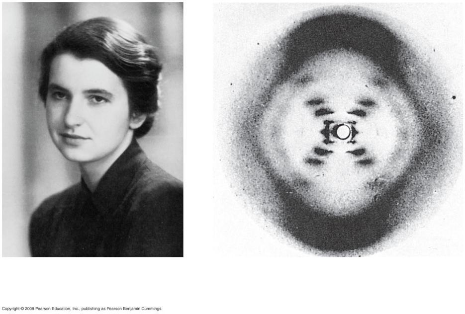 Building a Structural Model of DN: Scientific Inquiry Maurice Wilkins and Rosalind Franklin were using a technique called X-ray crystallography to study