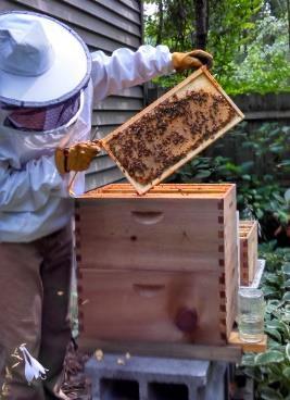 state, and national legislative efforts to facilitate actions to protect pollinators lend our technology to assist a local group to generate action letters for their local beekeeping related issue