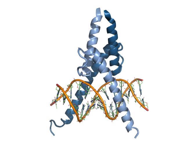 Helix-loop-helix (HLH) motif Two amphipathic α-helices connected by a loop. Forms homo- or heterodimers. Dimerization domain has a fourhelix bundle structure.
