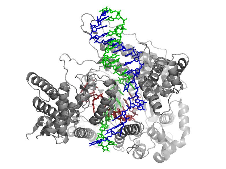 RNA polymerase, ~880