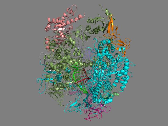 RNA polymerase II elongation complex PDB-101 entry http://www.rcsb.org/pdb/101/motm.do?