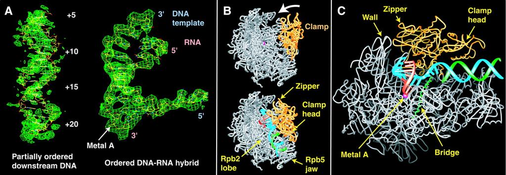 RNA polymerase II elongation complex A mechanism for translocation was