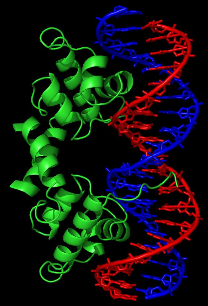 Protein-DNA interactions DNA-binding proteins Transcription factors Polymerases &