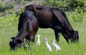 - 8-4. The picture below shows an ecosystem. The birds are called egrets and they eat ticks which may be on the cattle.