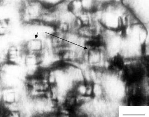 J. Mater. Sci. Technol., Vol.22 No.6, 2006 783 Fig.11 Transmission electron micrograph showing the cuboid precipitates in the β-phase Fig.