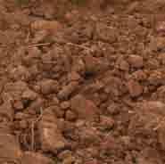 uneven soils SPRING TINE Element suitable for