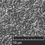Previously [1] it was demonstrated that thin, uniform NiSi layer with a thickness less than 200 nm could be formed on mono-si cells using Technic Inc.