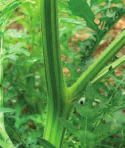 Parthenium, in ons industrie aangeteken. Famine Weed stel fitotoksiese produkte vry vanuit die wortels, stuifmeel en verrotende plant reste wat die groei van ander plante onderdruk.
